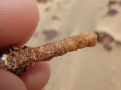 Diopatra dentata