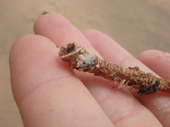 Diopatra dentata