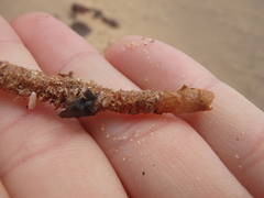 Diopatra dentata