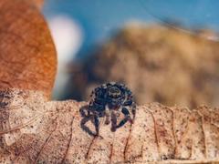 Pseudeuophrys erratica