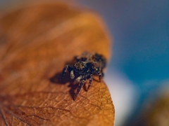 Pseudeuophrys erratica