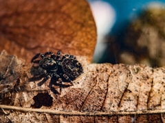 Pseudeuophrys erratica