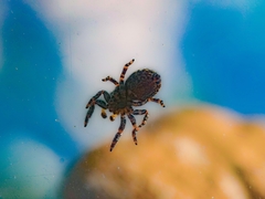 Pseudeuophrys erratica