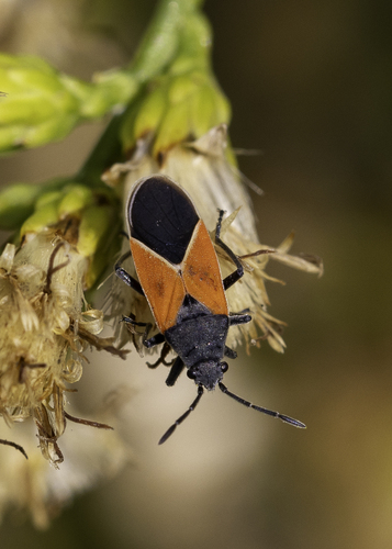 Melanopleurus fuscosus