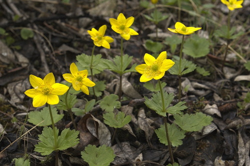 Anemonastrum richardsonii (Hook.) Mosyakin