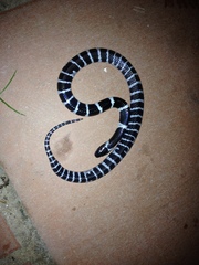 Bungarus multicinctus multicinctus