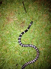 Bungarus multicinctus multicinctus