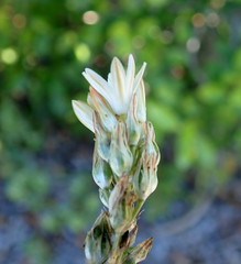 Ornithogalum rogersii