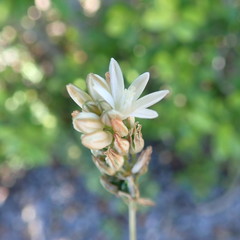 Ornithogalum rogersii