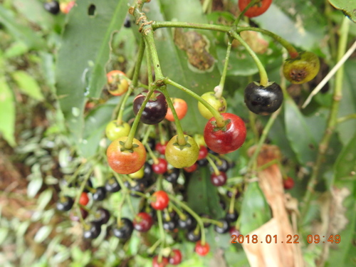Ardisia virens