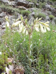 Onosma echioides