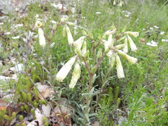 Onosma echioides