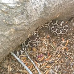 Crotalus oreganus helleri