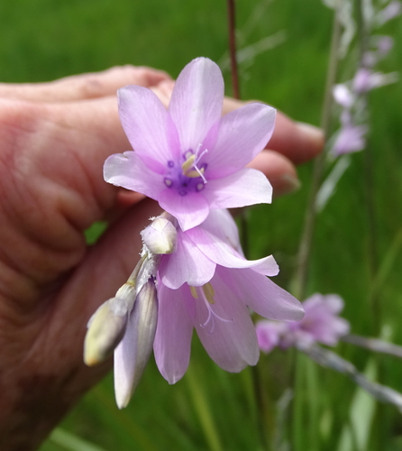 Image of Broadleaf Hairbell (Dierama latifolium) by no rights reserved