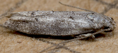 Exoteleia dodecella