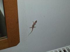 Hemidactylus robustus