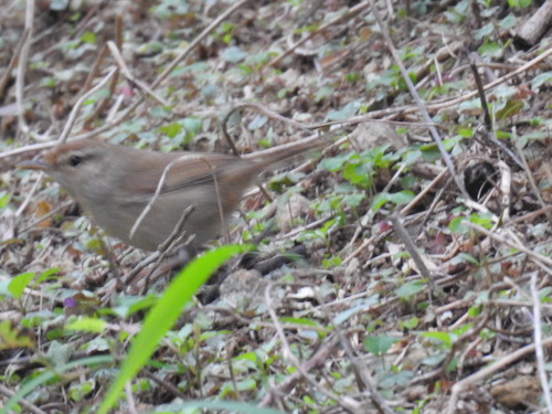 Manchurian Bush Warbler (Horornis canturians), photo 2