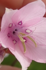 Dierama latifolium