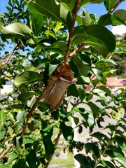 Lepidoptera