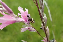 Dierama latifolium