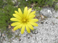 Tragopogon samaritani