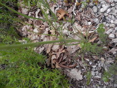Tragopogon samaritani