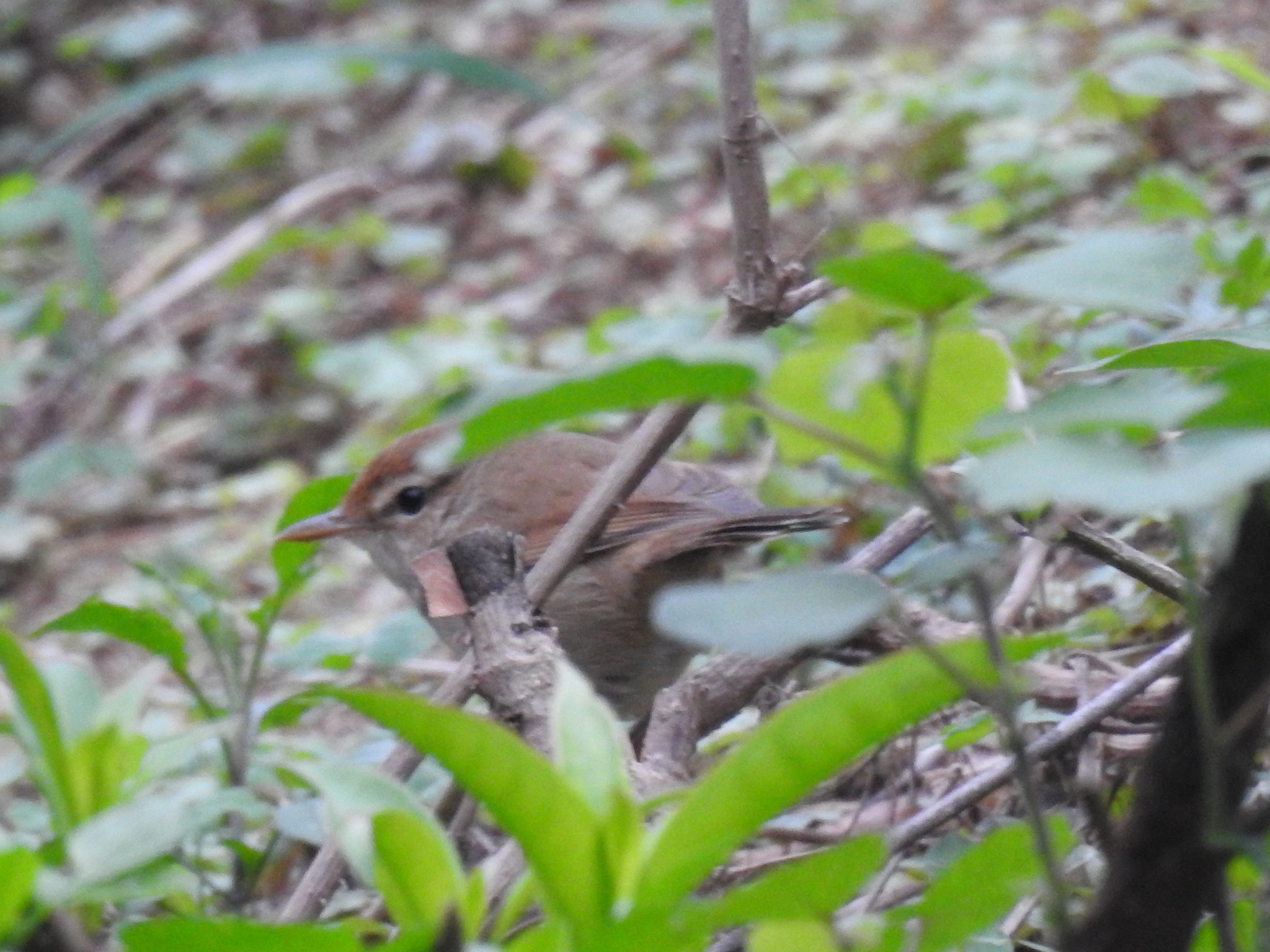Manchurian Bush Warbler
