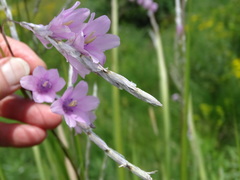 Dierama latifolium