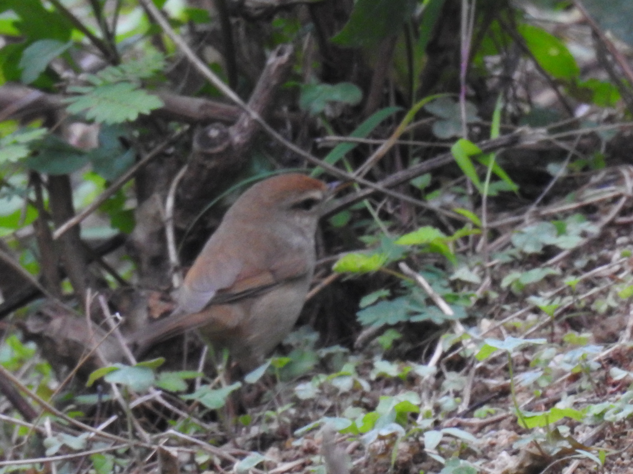 Manchurian Bush Warbler