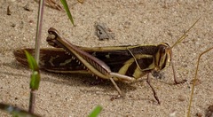 Ornithacris pictula