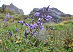 Gentianella rapunculoides