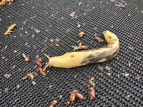 Pacific Banana Slug