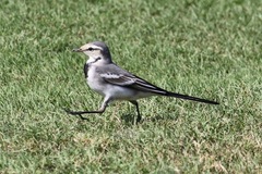 Motacilla alba