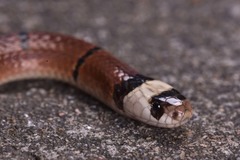 Sinomicrurus macclellandi macclellandi