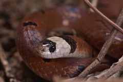Sinomicrurus macclellandi macclellandi