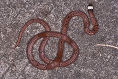 Sinomicrurus macclellandi macclellandi