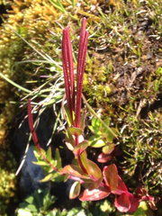 Epilobium australe