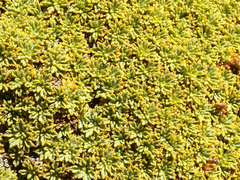 Azorelloideae