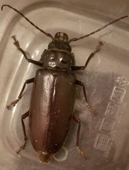 Stenodontes chevrolati