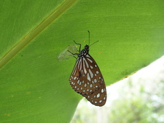 Tirumala limniace limniace