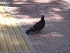 Columba livia domestica