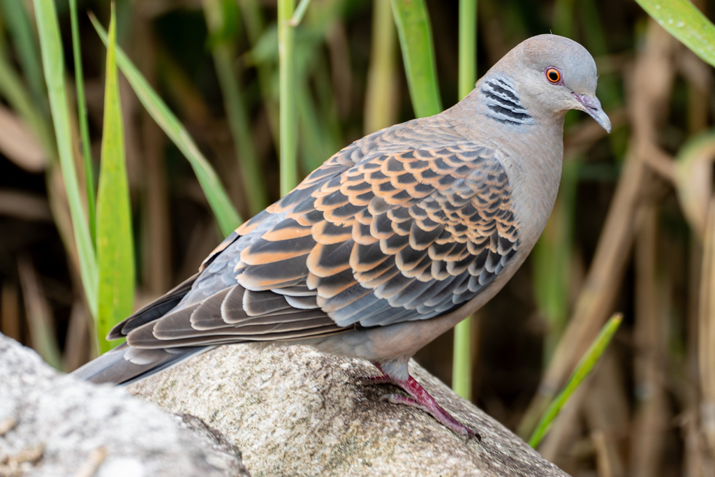 streptopelia-orientalis-orientalis-from-minamisenju-arakawa-city