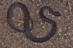 Pareas margaritophorus