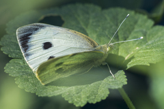 Pieris brassicae