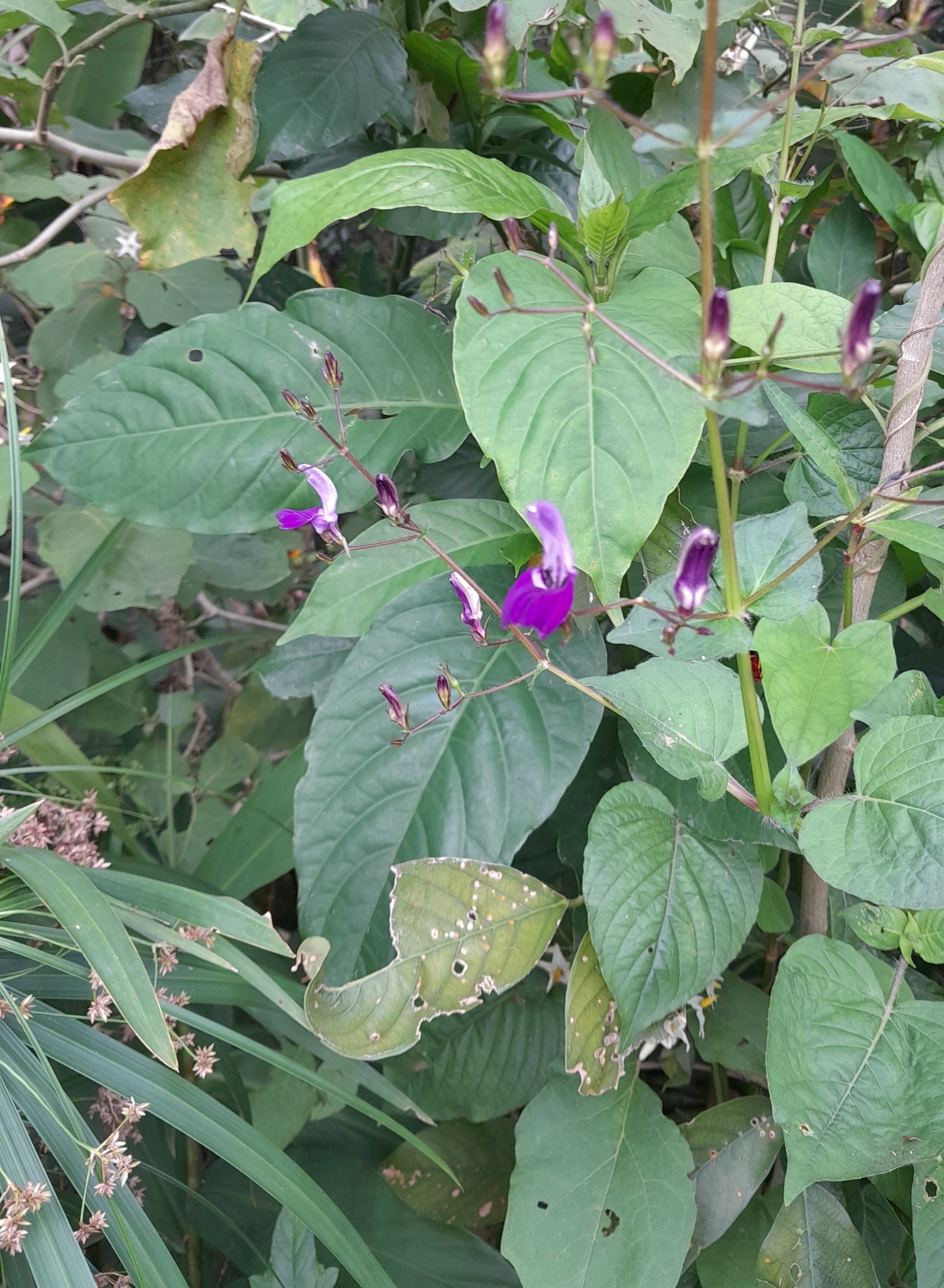 Brillantaisia lamium