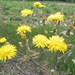 Crepis vesicaria vesicaria - Photo (c) Axel Albano, some rights reserved (CC BY-NC), uploaded by Axel Albano
