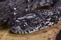 Pareas margaritophorus