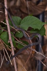 Pareas margaritophorus