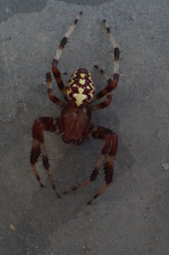 Marbled Orbweaver, photo 7 of 7