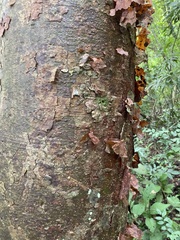 Bursera simaruba image